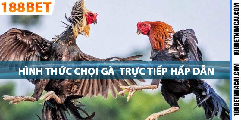 HÌnh thức chọi gà trực tiếp hấp dẫn